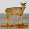 An Antique Taxidermy Fawn