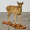 An Antique Taxidermy Fawn - 2