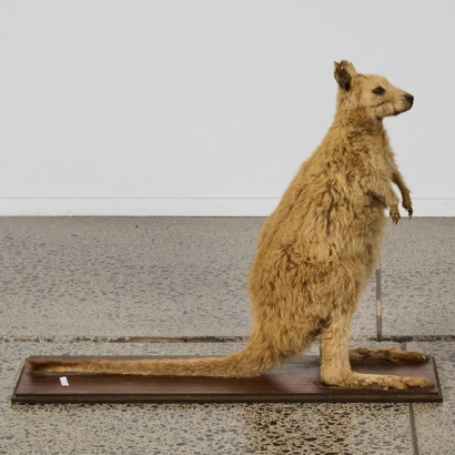 An Antique Taxidermy Wallaby