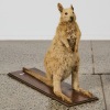 An Antique Taxidermy Wallaby - 2