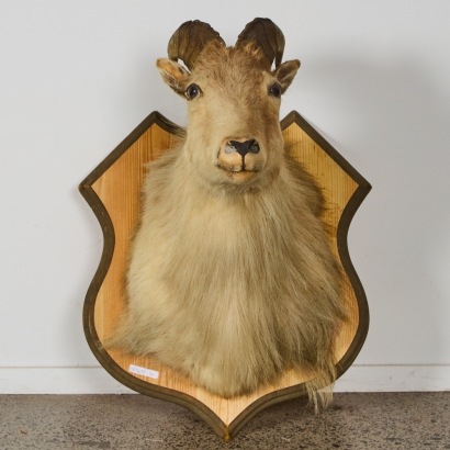 An Antique Taxidermy Ram AF