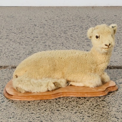 An Antique Taxidermy Lamb