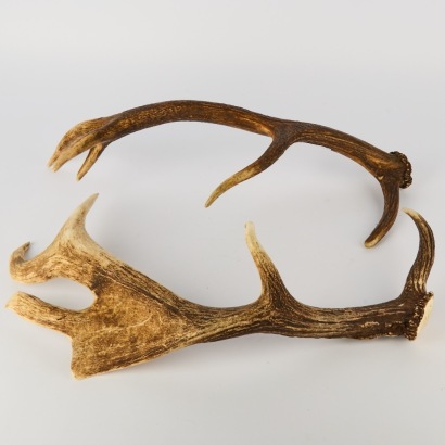 A Pair of Deer Antlers
