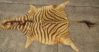 An Antique Zebra Hide AF