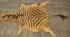 An Antique Zebra Hide AF