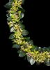 YUKI KIHARA Aotea'ula Twantetri (Tāwhiri Karo / Pittosporum Cornifolium) (2026) - 2