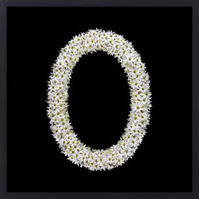 YUKI KIHARA Aotea'ula Twantefo (Puawhānanga / Clematis Paniculata) (2026)