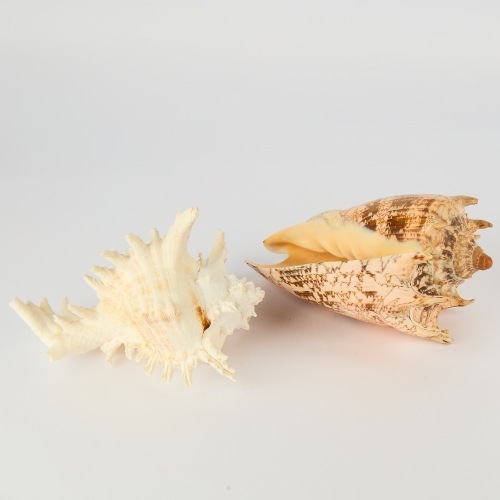A couple of impressive Large Seashells, A Cymbiola Volute imperialis and a Ramose Conch shell