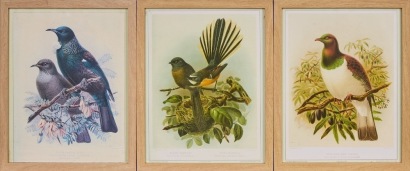 A Trio Native New Zealand Bird Pictures