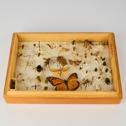 An Entomological collection box filled with Bugs