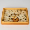 An Entomological collection box filled with Bugs