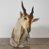 A Large African Eland Taxidermy Shoulder Mount