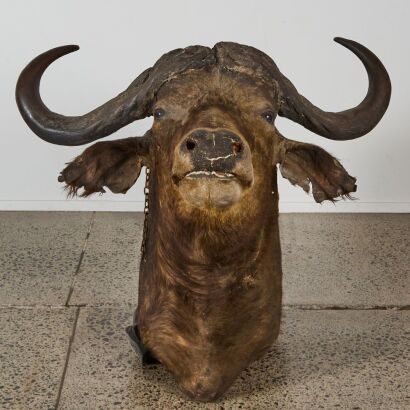 A Large Antique Taxidermy Waterbuffalo