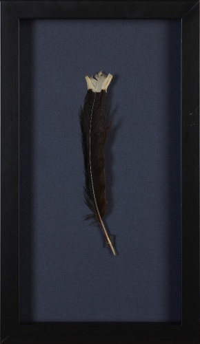 A Framed Huia Feather, Aotearoa