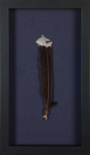 A Framed Huia Feather, Aotearoa
