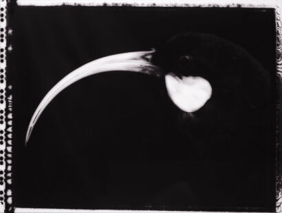 FIONA PARDINGTON Portrait of a Female Huia