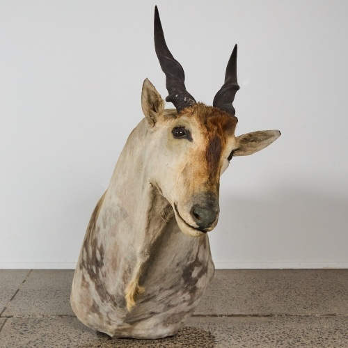 A Large African Eland Taxidermy Shoulder Mount