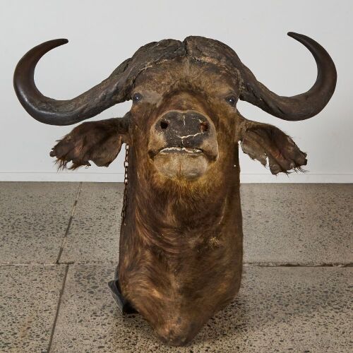 A Large Antique Taxidermy Waterbuffalo