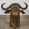 A Large Antique Taxidermy Waterbuffalo