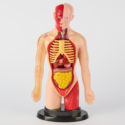 An Educational Anatomic Torso