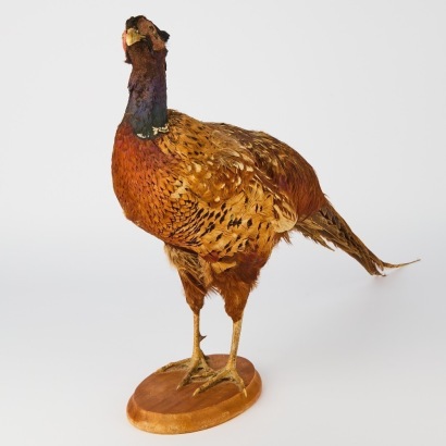 A Vintage Taxidermy Pheasant