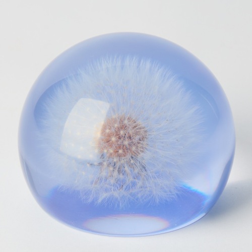 A Flowers from NZ Dandelion Lucite Paperweight