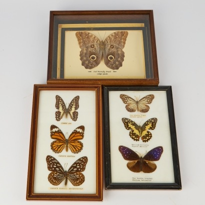 A Vintage Lepidoptera Collection