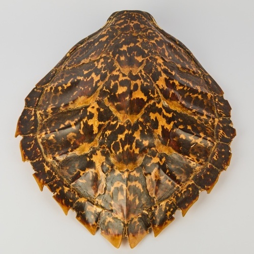 An Antique Turtle Shell