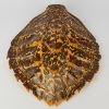 An Antique Turtle Shell