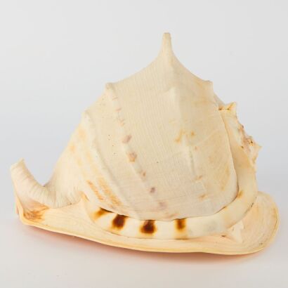 A Large Horned Helmet Conch Shell