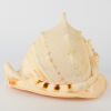 A Large Horned Helmet Conch Shell