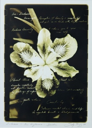SALLY TAGG Iridacae - Iris Druglasiana - Dunedin