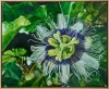 SYLVIA MARSTERS Passion - 2