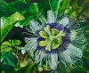 SYLVIA MARSTERS Passion