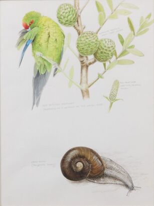 RUSSELL M JACKSON untitled (Parakeet and Kauri Snail)
