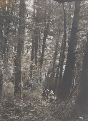 UNKNOWN PHOTOGRAPHER Figures Amongst Birches on Milford Track