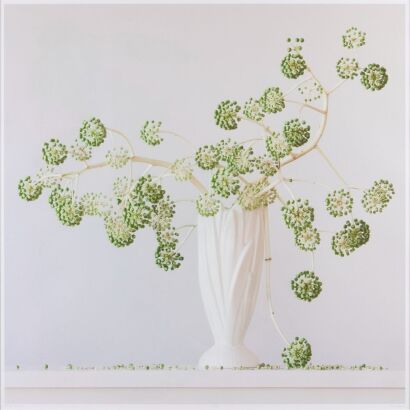 EMMA BASS Aralia