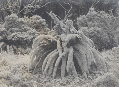 UNKNOWN PHOTOGRAPHER Frosted Ferns, Lake Te Anau