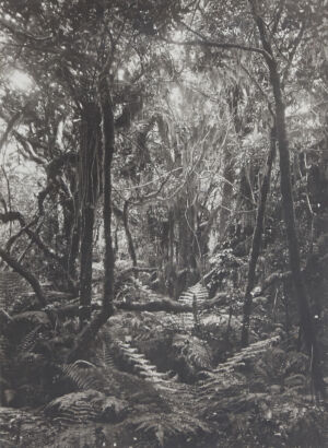 UNKNOWN PHOTOGRAPHER Native Bush, Milford Track