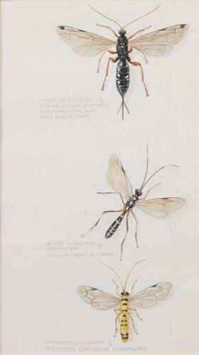 RUSSELL M JACKSON Insects (Parasites)
