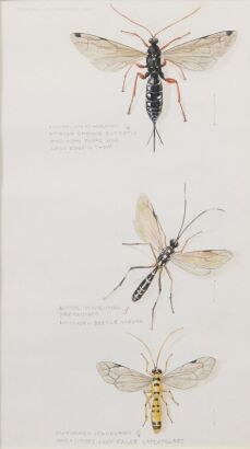 RUSSELL M JACKSON Insects (Parasites)