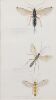 RUSSELL M JACKSON Insects (Parasites)