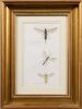 RUSSELL M JACKSON Insects (Parasites) - 2