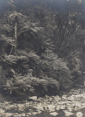 UNKNOWN PHOTOGRAPHER Dorothy Creek, Lake Kaniere