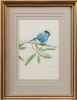 RUSSELL M JACKSON Superb Wren - 2