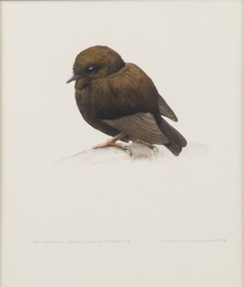 RUSSELL M JACKSON New Zealand Black Robin Fledgling