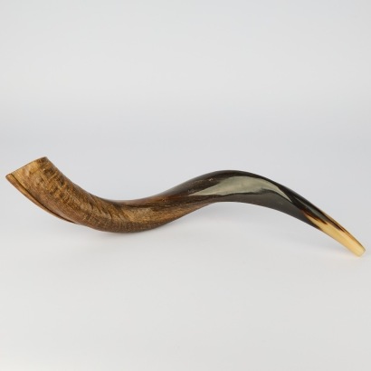 An African Antelope Horn
