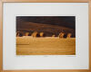 ROBIN MORRISON Hay Bales
