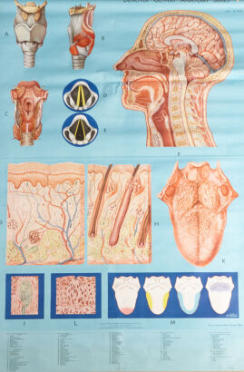 A Denoyer Geppert Medical Chart