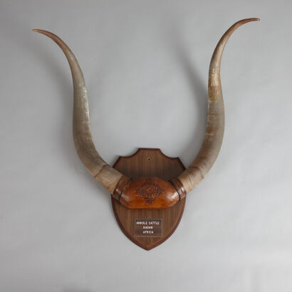 A Pair of Mounted Ankole Cattle Horns